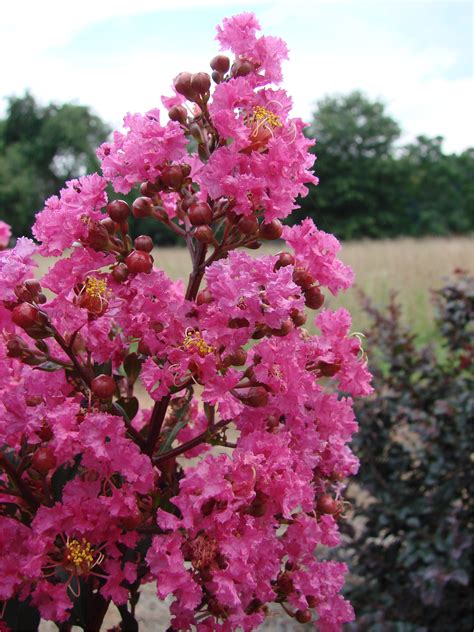 The Healing Properties of Crape Myrtle Midnight Magic